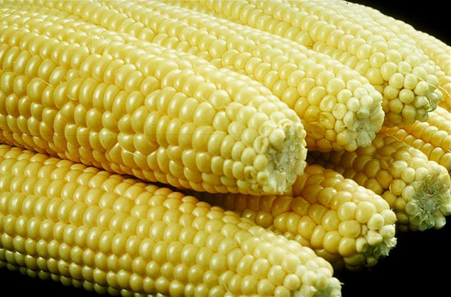 Maize